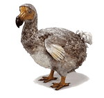 image dodo